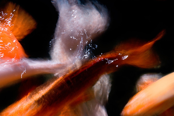 Koi 4