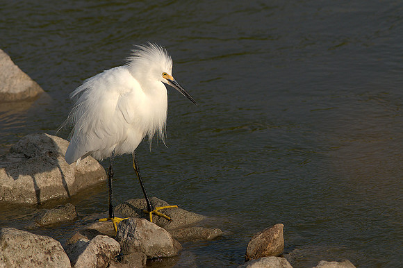Snowy Egret 4