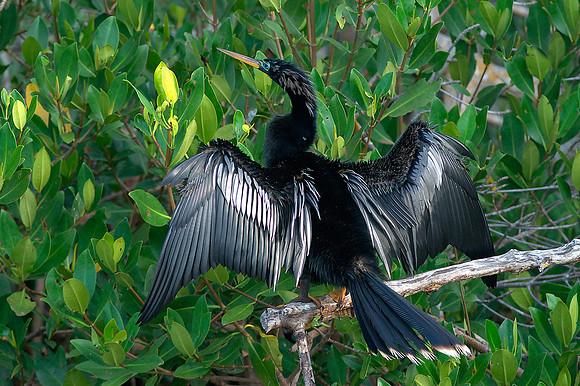 Anhinga 4