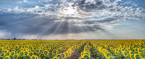 Sunflowers 5