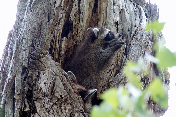 Raccoon 2