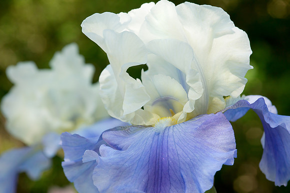Iris 'Stairway to Heaven' 2