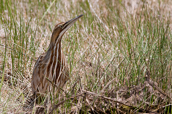 American Bittern 4