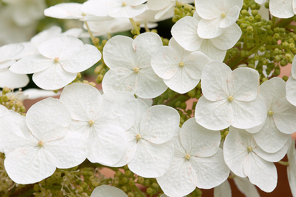 Oakleaf Hydrangea