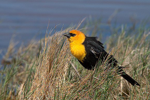Yellow-headed Blackbird