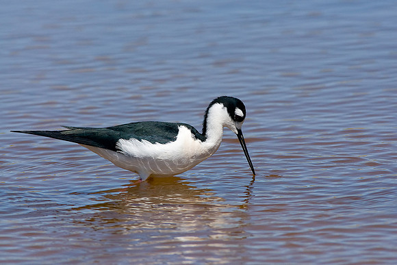 Black-necked Stilt