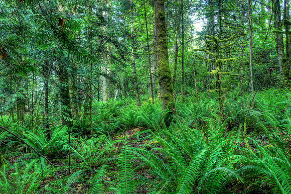 Ruckle Provincial Park 1