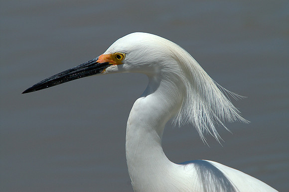 Snowy Egret 2