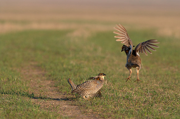 Greater Prairie Chicken 7