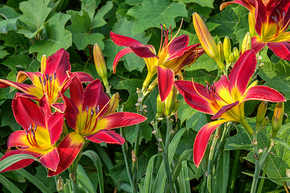 'All American Chief' Daylily 2