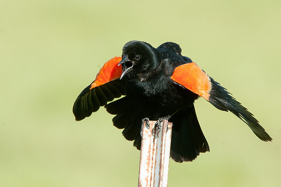 Red-winged Blackbird 4