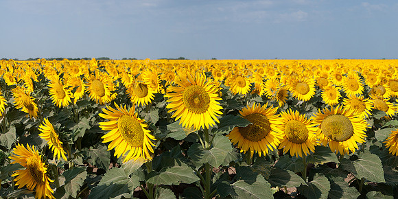 Sunflower 10