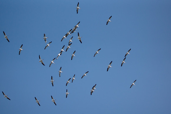 White Pelicans 1