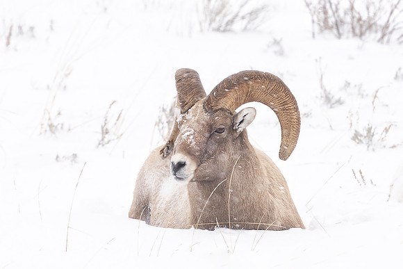 195 Bighorn