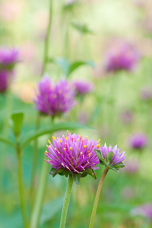 Gomphrena 'Fireworks' 2