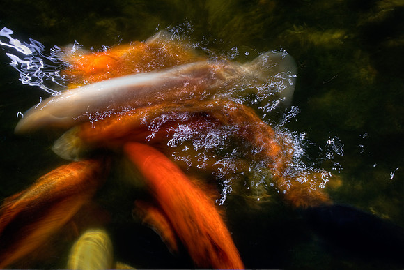 Koi 3
