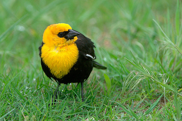 Yellow-headed Blackbird 2