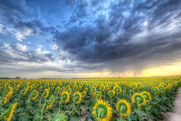 Sunflower 4