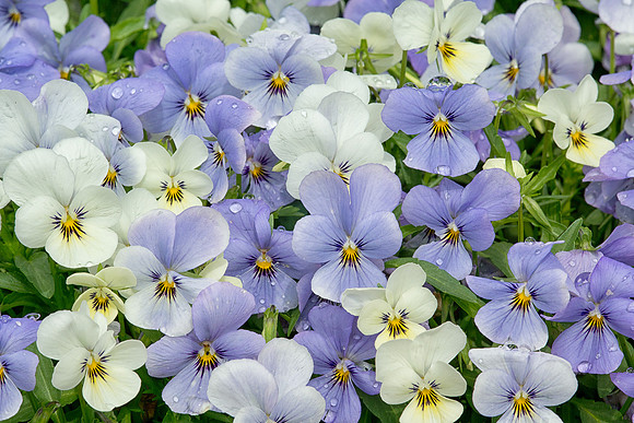 Violets
