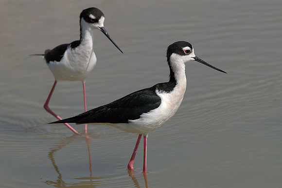 Black-necked Stilt 1