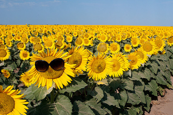 Sunflower 9