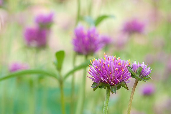 Gomphrena 'Fireworks' 1
