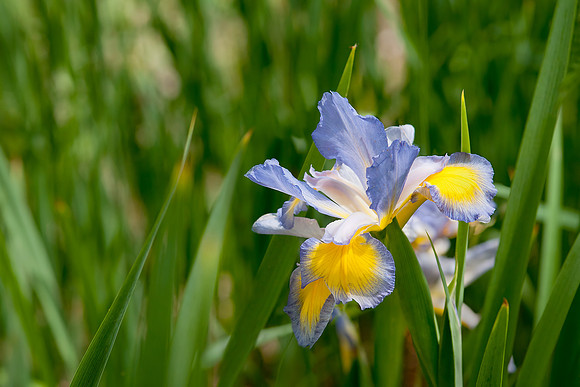 Iris spuria 'Missouri Rivers'