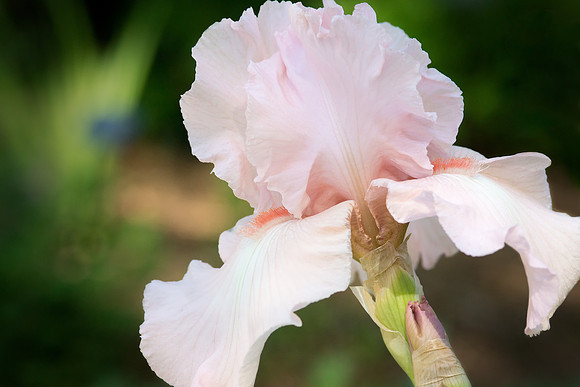 Iris 'Vanity'