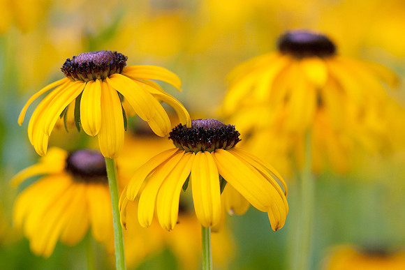 Rudbeckia 1