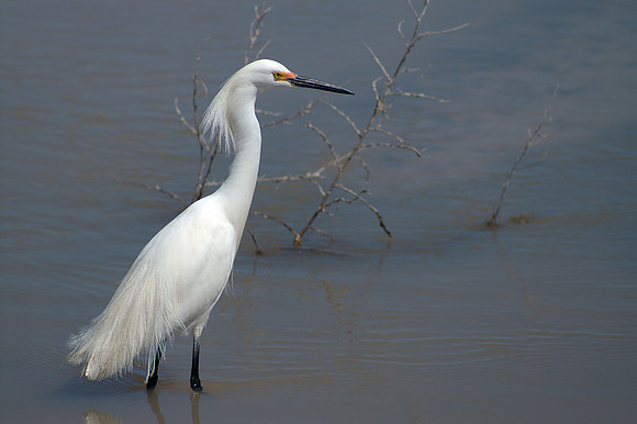 Snowy Egret 1