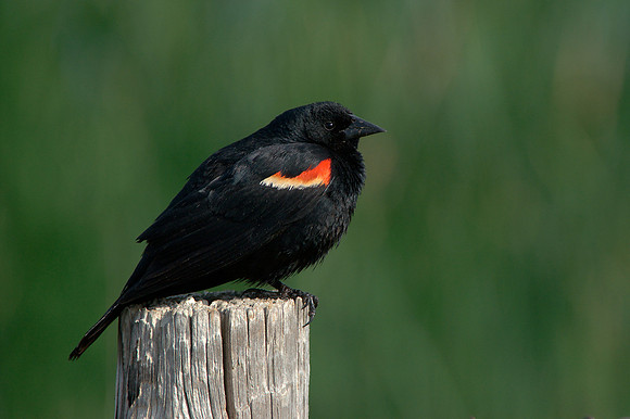 Red-winged Blackbird 2