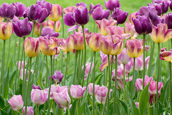Tulips 33