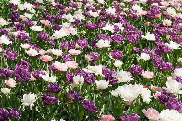 Tulips 29