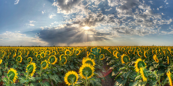 Sunflowers 6