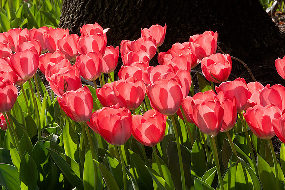 Tulips 30