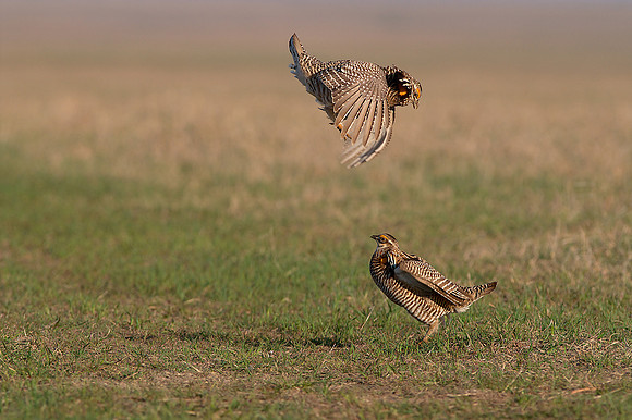 Greater Prairie Chicken 8