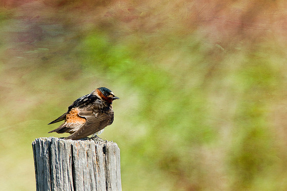 Cliff Swallow