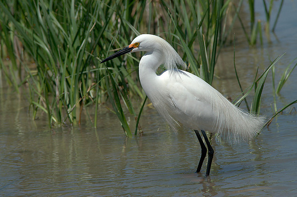 Snowy Egret 3