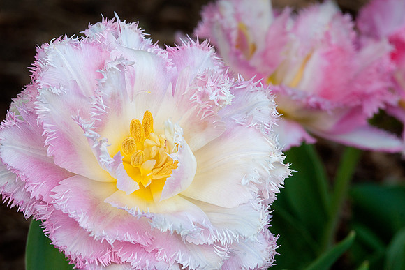 Tulips 31