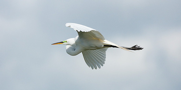 Great Egret 6